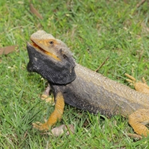 Pogona barbata at Acton, ACT - 24 Oct 2019