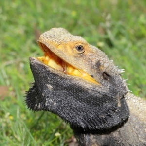 Pogona barbata at Acton, ACT - 24 Oct 2019