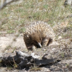Tachyglossus aculeatus (Short-beaked Echidna) at Theodore, ACT - 29 Oct 2019 by owenh