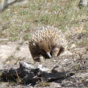 Tachyglossus aculeatus at Theodore, ACT - 29 Oct 2019