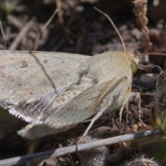 Helicoverpa punctigera (Native Budworm) at Kambah, ACT - 28 Oct 2019 by Marthijn