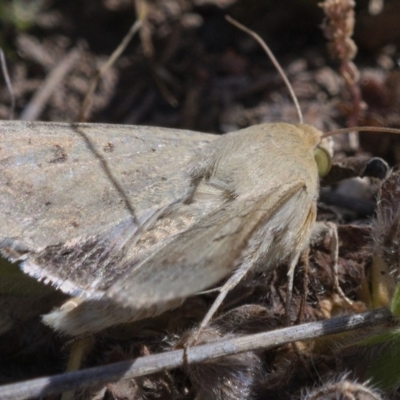 Helicoverpa punctigera (Native Budworm) at Kambah, ACT - 29 Oct 2019 by Marthijn