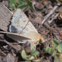 Helicoverpa punctigera at Kambah, ACT - 29 Oct 2019