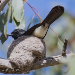 Rhipidura leucophrys (Willie Wagtail) at Kambah, ACT - 28 Oct 2019 by Marthijn