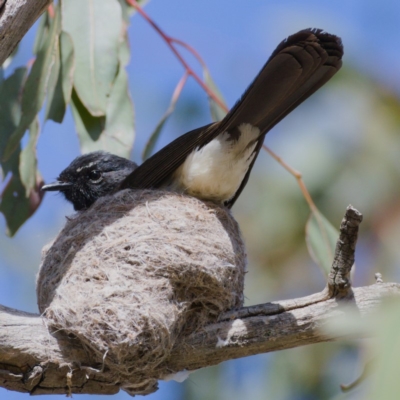 Rhipidura leucophrys (Willie Wagtail) at Kambah, ACT - 29 Oct 2019 by Marthijn