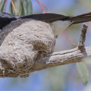 Rhipidura leucophrys at Kambah, ACT - 29 Oct 2019