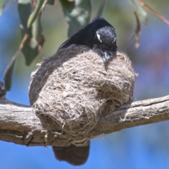 Rhipidura leucophrys at Kambah, ACT - 29 Oct 2019