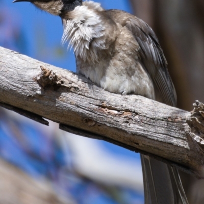 Philemon corniculatus (Noisy Friarbird) at Tuggeranong DC, ACT - 28 Oct 2019 by Marthijn