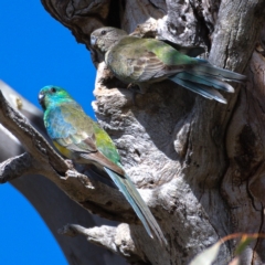 Psephotus haematonotus (Red-rumped Parrot) at Tuggeranong DC, ACT - 29 Oct 2019 by Marthijn