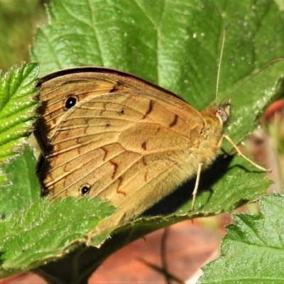 Heteronympha merope (Common Brown Butterfly) at Coree, ACT - 29 Oct 2019 by JohnBundock