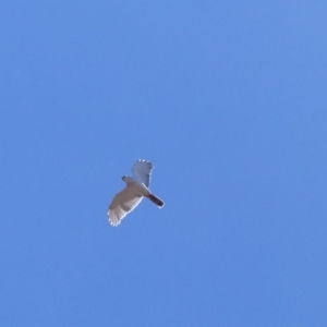 Accipiter novaehollandiae at Black Range, NSW - 29 Oct 2019