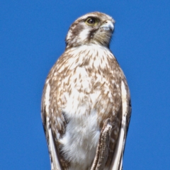 Falco berigora (Brown Falcon) at Tuggeranong DC, ACT - 28 Oct 2019 by Marthijn