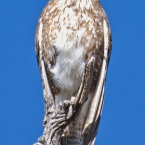 Falco berigora at Tuggeranong DC, ACT - 29 Oct 2019