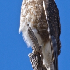 Falco berigora at Tuggeranong DC, ACT - 29 Oct 2019 09:26 AM