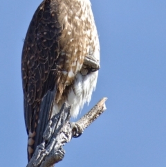 Falco berigora at Tuggeranong DC, ACT - 29 Oct 2019 09:26 AM