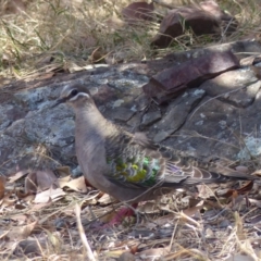 Phaps chalcoptera (Common Bronzewing) at Black Range, NSW - 29 Oct 2019 by MatthewHiggins