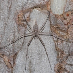 Tamopsis sp. (genus) at Hackett, ACT - 24 Oct 2019