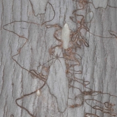 Tamopsis sp. (genus) at Hackett, ACT - 24 Oct 2019