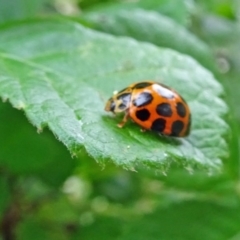 Harmonia conformis (Common Spotted Ladybird) at Isaacs, ACT - 25 Oct 2019 by galah681