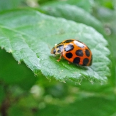 Harmonia conformis (Common Spotted Ladybird) at Isaacs, ACT - 25 Oct 2019 by galah681