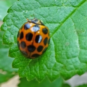 Harmonia conformis at Isaacs, ACT - 25 Oct 2019