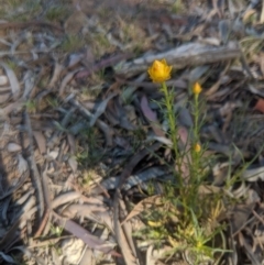 Xerochrysum viscosum (Sticky Everlasting) at Lake George, NSW - 28 Oct 2019 by MPennay