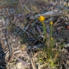 Xerochrysum viscosum (Sticky everlasting) at Lake George, NSW - 28 Oct 2019 by MPennay