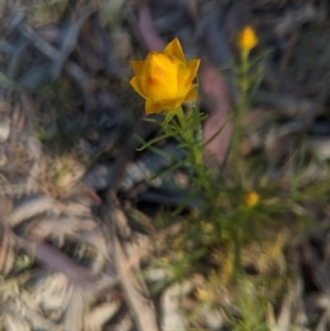 Xerochrysum viscosum at Lake George, NSW - 29 Oct 2019 08:38 AM