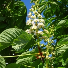 Aesculus hippocastanum (Horse Chestnut) at Molonglo Valley, ACT - 17 Oct 2019 by galah681