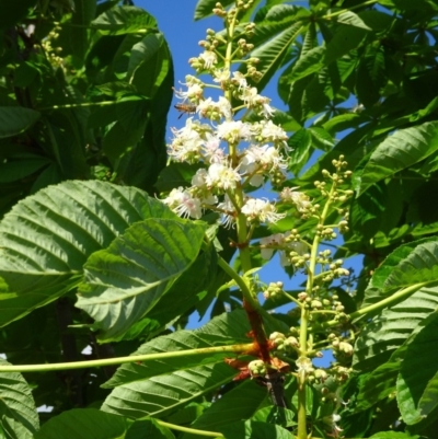 Aesculus hippocastanum (Horse Chestnut) at Molonglo Valley, ACT - 17 Oct 2019 by galah681