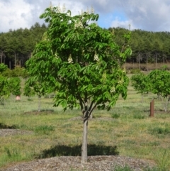 Aesculus hippocastanum at Molonglo Valley, ACT - 17 Oct 2019