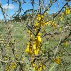 Sophora microphylla (Kowhai) at Molonglo Valley, ACT - 14 Jul 2019 by galah681