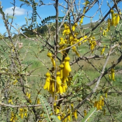 Sophora microphylla (Kowhai) at Molonglo Valley, ACT - 14 Jul 2019 by galah681