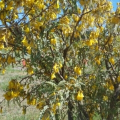 Sophora microphylla at Molonglo Valley, ACT - 14 Jul 2019