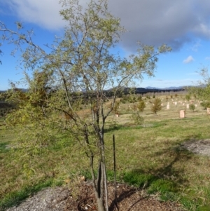 Sophora microphylla at Molonglo Valley, ACT - 14 Jul 2019