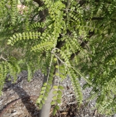 Sophora microphylla at Molonglo Valley, ACT - 14 Jul 2019