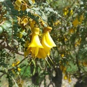 Sophora toromiro at Molonglo Valley, ACT - 9 Jun 2019 12:35 PM