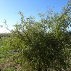 Sophora toromiro at Molonglo Valley, ACT - 9 Jun 2019 12:35 PM