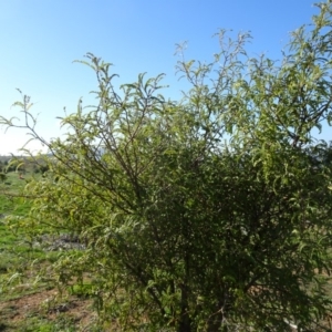 Sophora toromiro at Molonglo Valley, ACT - 9 Jun 2019 12:35 PM