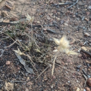 Rytidosperma sp. at Lake George, NSW - 29 Oct 2019 05:25 PM