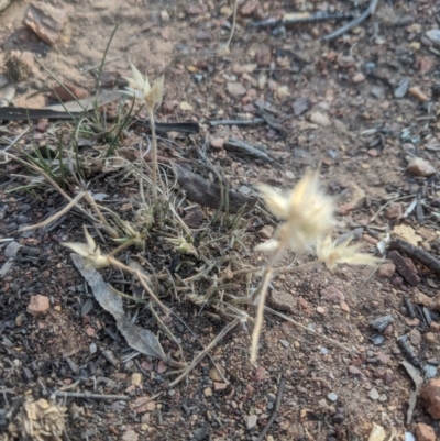 Rytidosperma sp. (Wallaby Grass) at Lake George, NSW - 29 Oct 2019 by MPennay