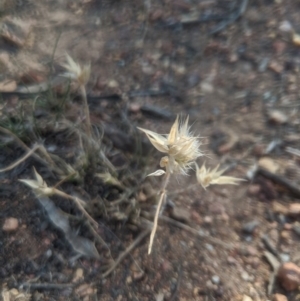 Rytidosperma sp. at Lake George, NSW - 29 Oct 2019 05:25 PM