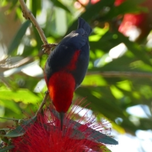 Myzomela sanguinolenta at Morton, NSW - 29 Oct 2019