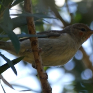 Myzomela sanguinolenta at Morton, NSW - 29 Oct 2019 03:41 PM