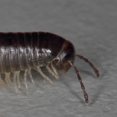 Ommatoiulus moreleti (Portuguese Millipede) at Kambah, ACT - 28 Oct 2019 by Marthijn