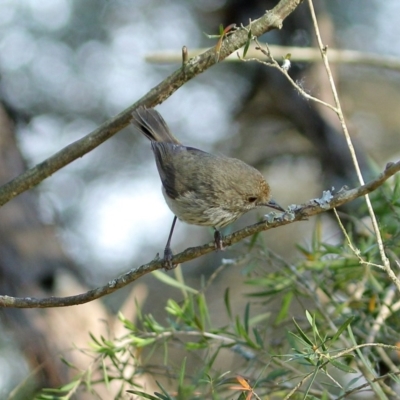 Acanthiza pusilla (Brown Thornbill) at Burradoo - 29 Oct 2019 by Snowflake