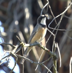 Pachycephala rufiventris at Burradoo - 29 Oct 2019 03:19 PM