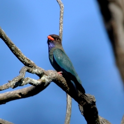 Eurystomus orientalis (Dollarbird) at Burradoo - 29 Oct 2019 by Snowflake