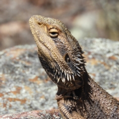 Pogona barbata (Eastern Bearded Dragon) at Black Mountain - 29 Oct 2019 by MatthewFrawley