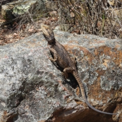 Pogona barbata at Undefined Area - suppressed